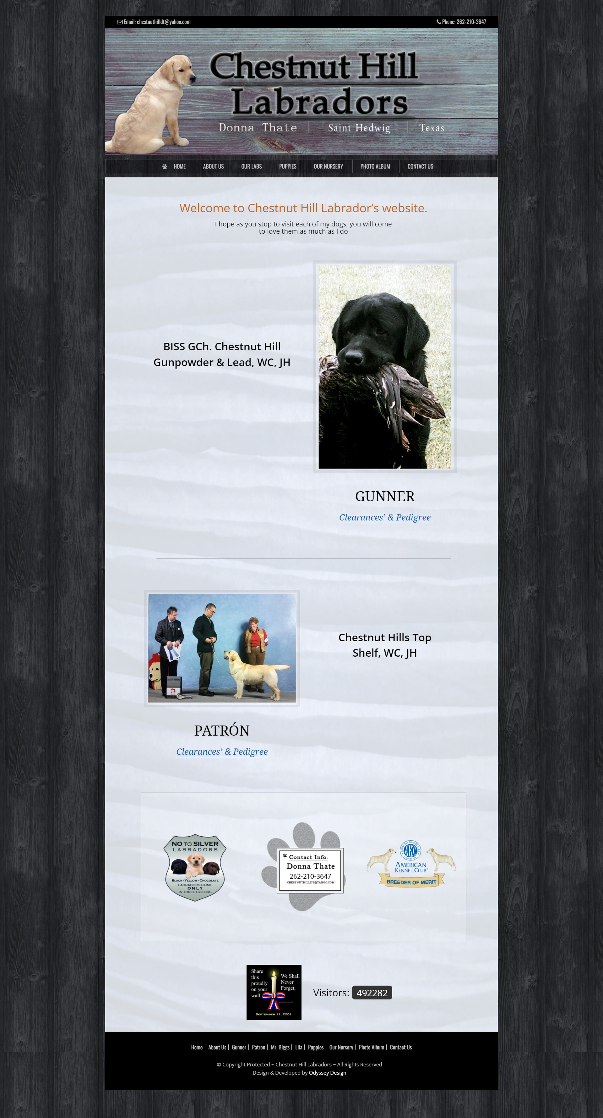 Chestnut Hill Labradors min